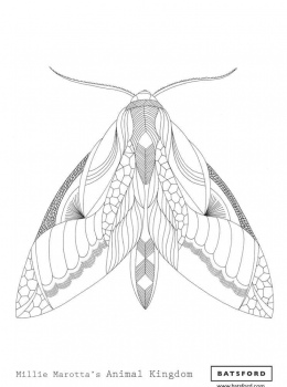 Millie-Marotta-Animal-Kingdom-Moth